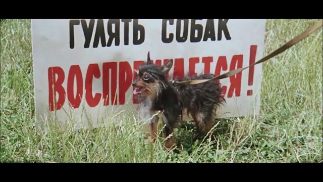 Этот милый питерский коржик смотрит и не понимает, почему две злые пенсионерки и водитель автобуса оскорбляют его хозяйку и пытаются выгнать её из салона