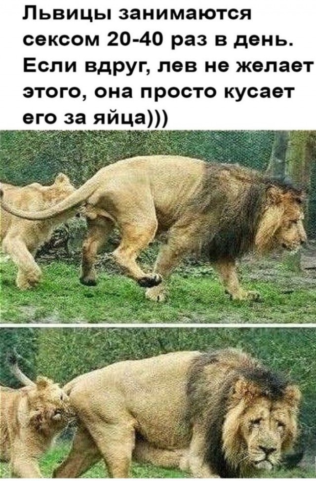 LOLтиночки