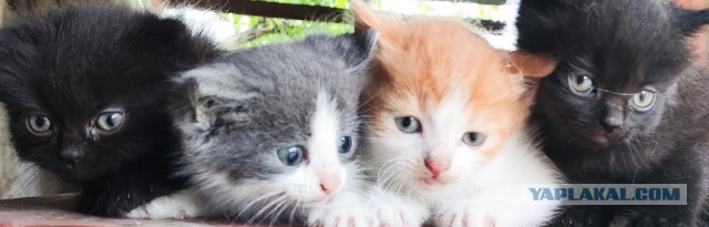 Какого котенка кошка выберет первым, если нужно перенести на новое место весь выводок