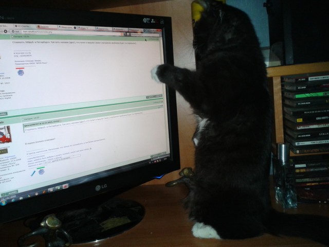 Котовторник 21.05.2013