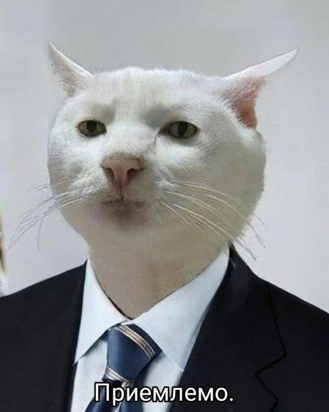 Приемлемо мем кот