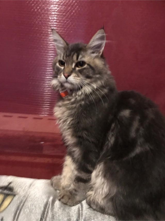 Мэйн-кун!  Котовторнику посвещается!