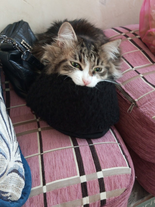 С Котовторником!