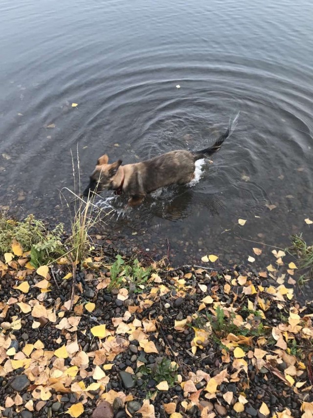 Скоро будет пёс!