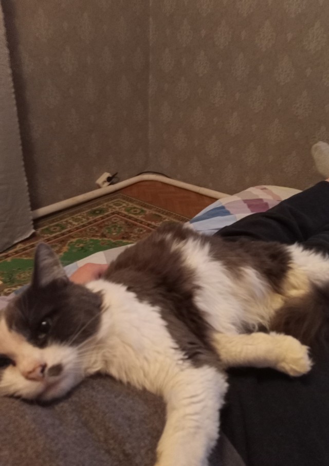 Мой кот уходит на радугу