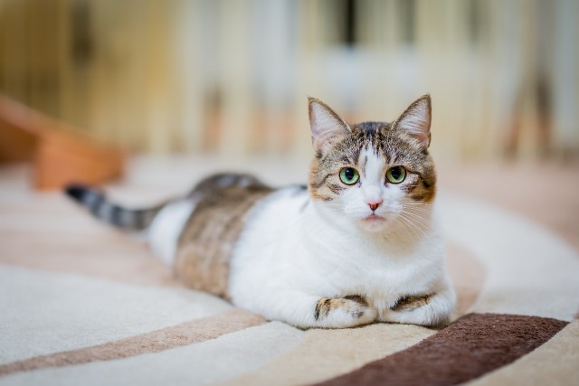 Моя жена не умеет фоткать кота
