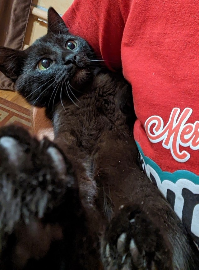 Чёрный котовторник