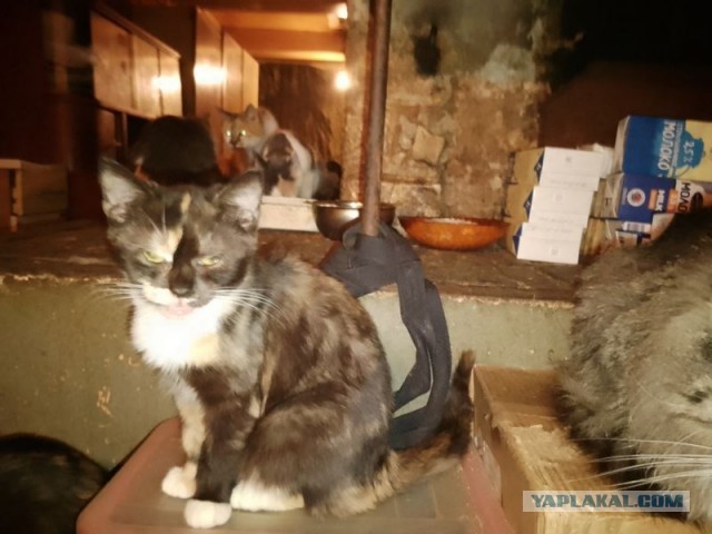 Жизнь домашнего приюта для котеек 565