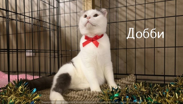 Жизнь домашнего приюта "Котоленд" 526