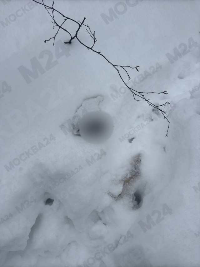 Около ЖК «Столичные поляны» жители нашли останки собаки, расфасованные по пакетам