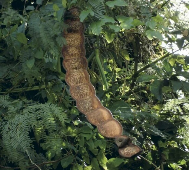 Забористая штука