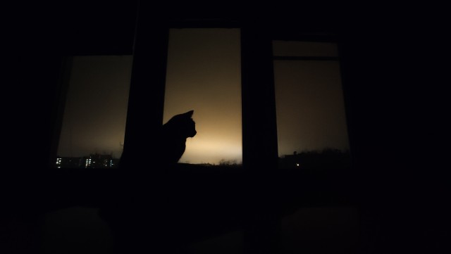 Говорят, у котов 9 жизней