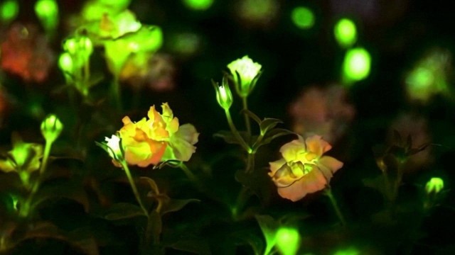 Китайцы создали суккуленты