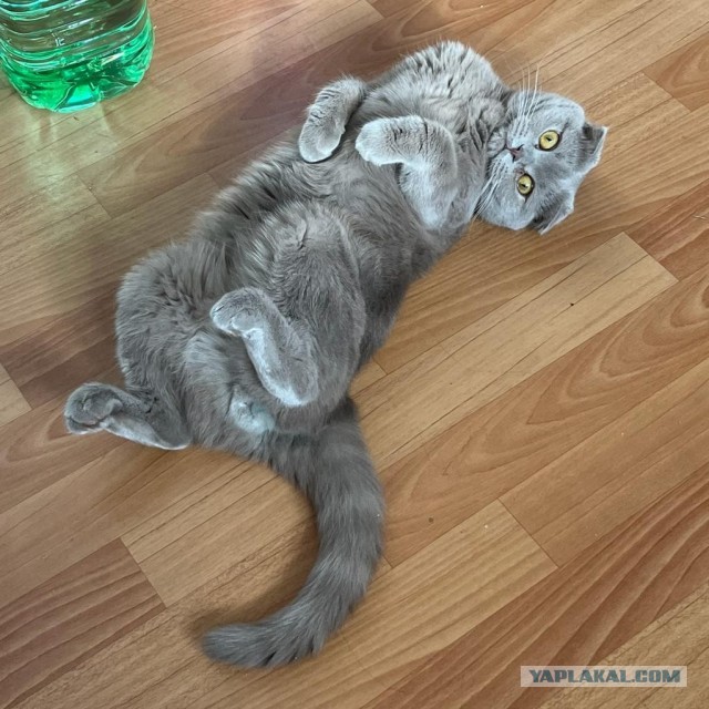 Принимайте в ряды вислоухих