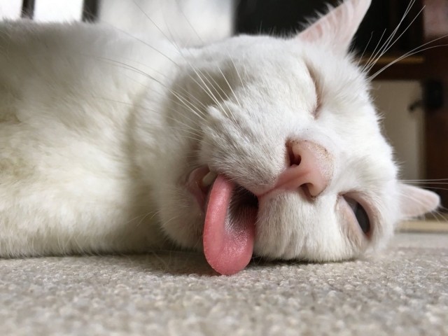 Котовтоник уже начался?