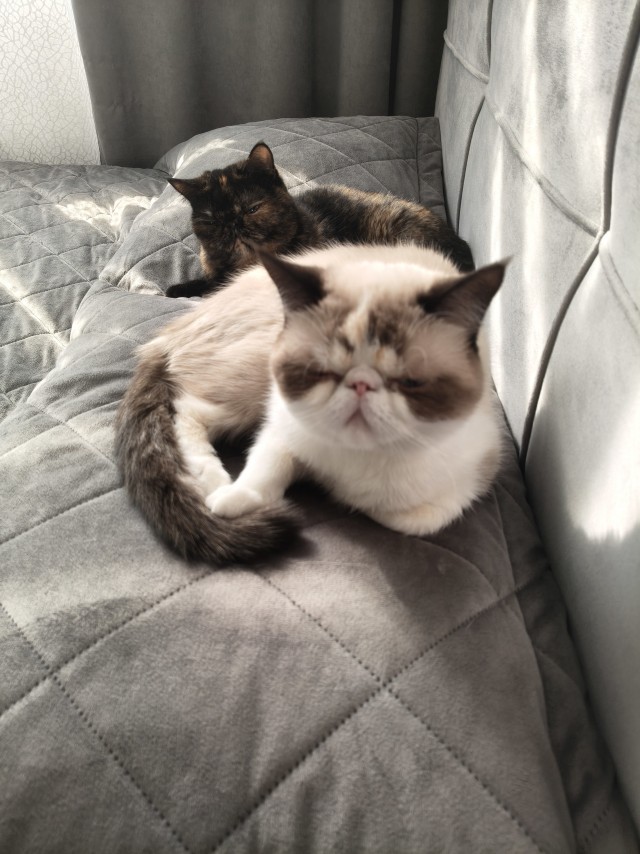 Очередной котовторник