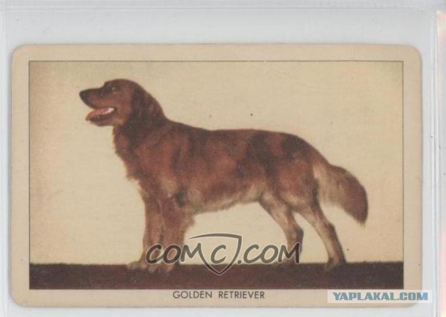 О, my dog