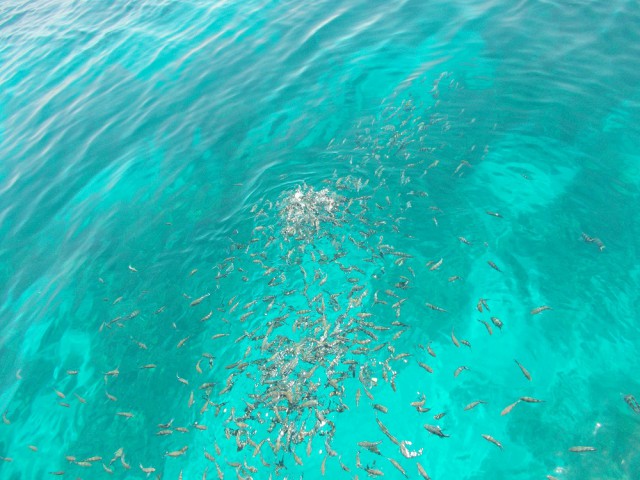 Голодные рыбы-карпы