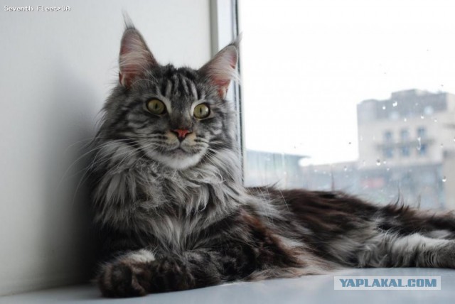 Котовторник 04.03.2014