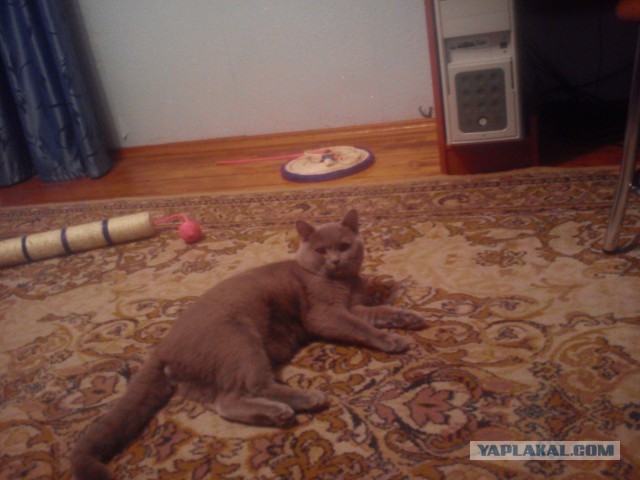 Котовторник 01.04.2014