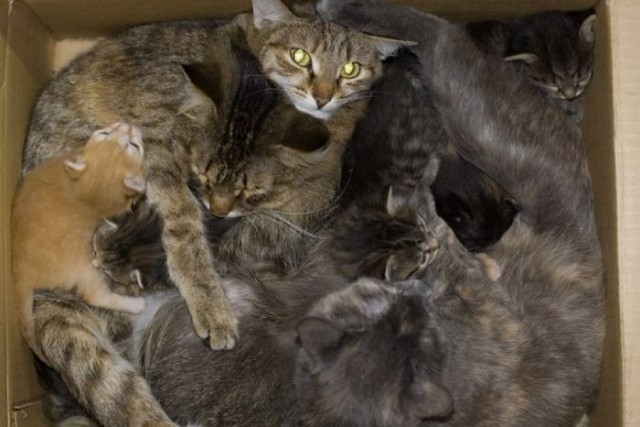 Разве может коробка пустовать?