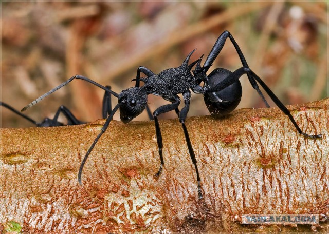 Черный волк