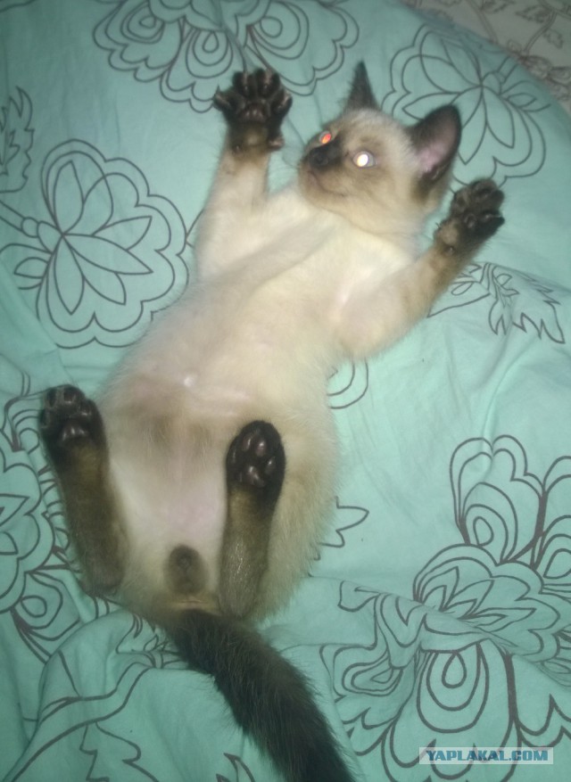 Котовторник 17.06.2014