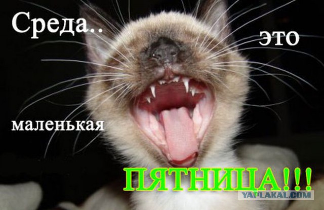 Добряки, плюсующие всех подряд