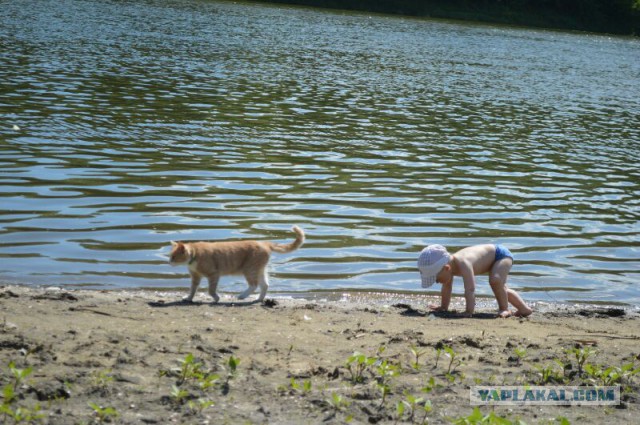 Котовторник 09.09.2014