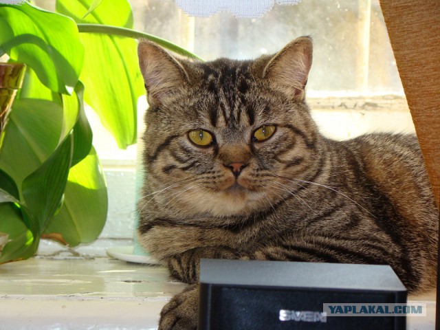 Котовторник 04.11.2014