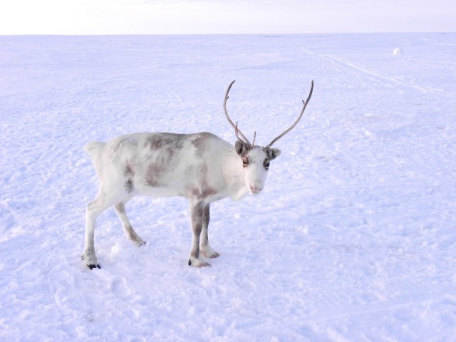 National Geographic,избранное...