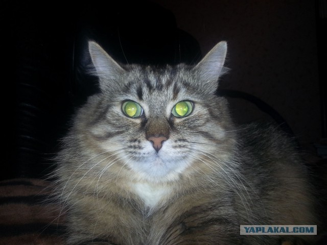 Котовторник