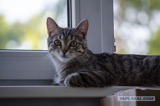 Котовторник 12.05.2015
