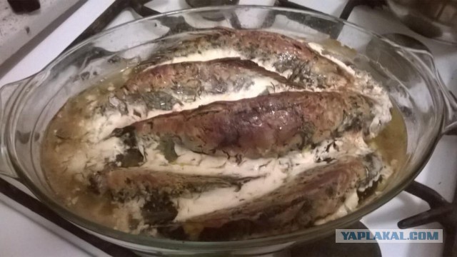 12 июня, карпы, сметанка