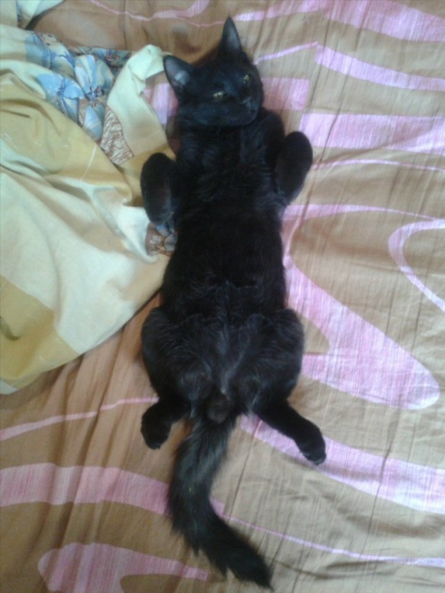 Котовторник 11.08.2015