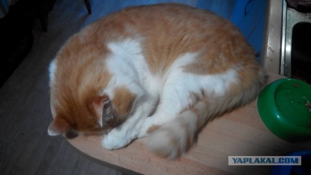 Котовторник  27.10.2015