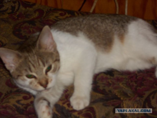 Жизнь домашнего приюта для котеек 90