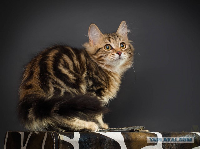 Пост невероятной кошачьей красоты. 25 фот.