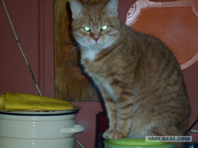 Жизнь домашнего приюта для котеек 108