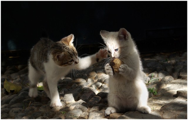 Пятничный котомет (13 фото для начала)