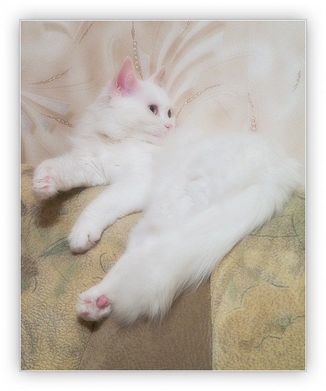 Котовторник: лента прикольных котов на 05.02!