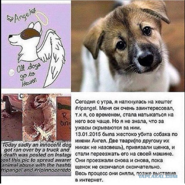 За издевательства над животными только тюрьма: срок от двух до семи лет!