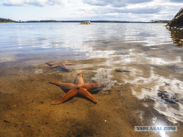 Карелия. Белое море.