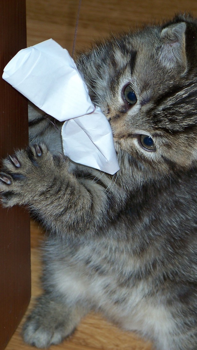 Коты и Кошки
