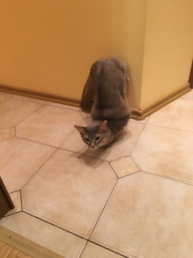 Коты и Кошки