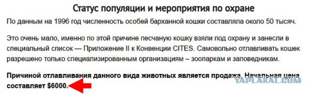 Даже когда взрослеют, эти кошки выглядят как котята. И их котята тоже выглядят как котята
