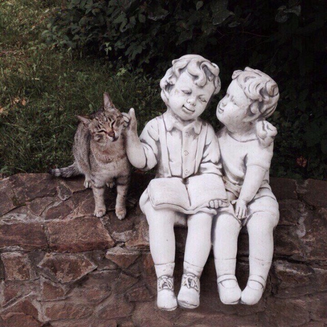 Коты и Кошки