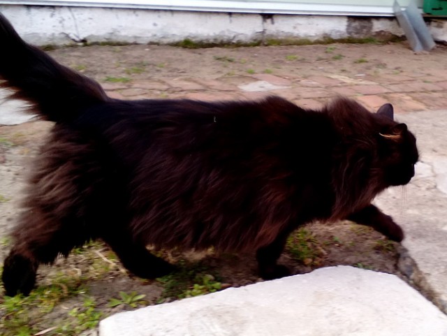 Котовторник  15.08.2017