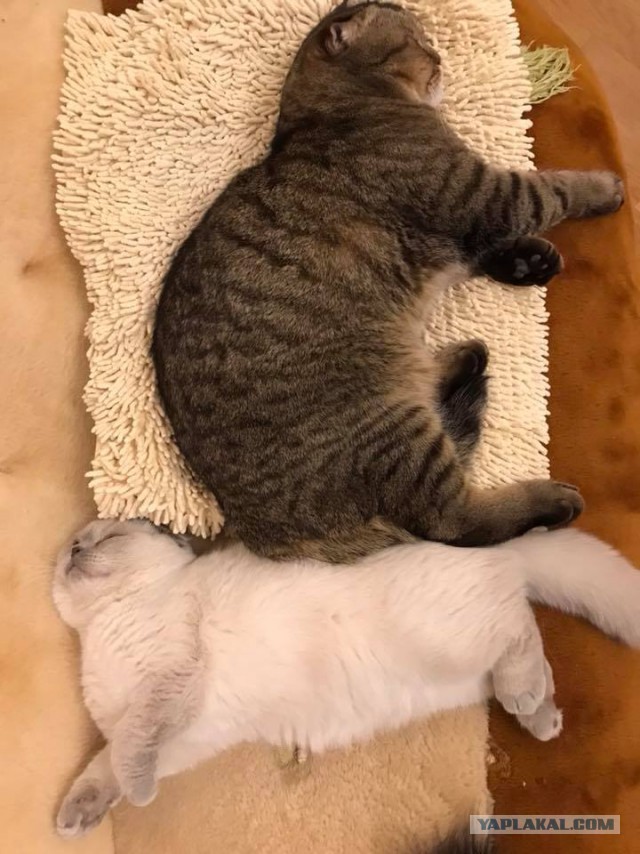 Котовторник  10.10.2017
