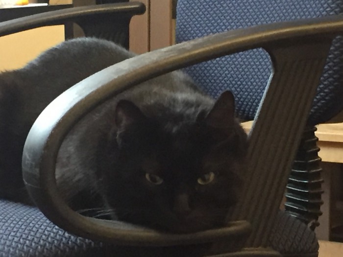 Котовторник!